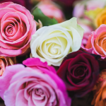 There are a variety of rose colours, each able to convey its own meaning